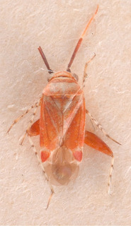 Atractotomimus picturatus, AMNH PBI00183999