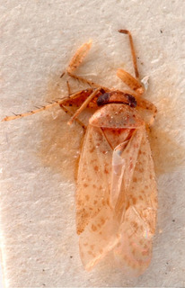 Campylomma artemisiae, AMNH PBI00184027