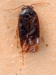Chlamydatus eurotiae, AMNH PBI00184002