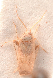 Compsidolon eckerleini, AMNH PBI00184024