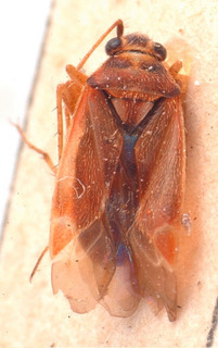 Eumecotarsus chinensis, AMNH PBI00184007