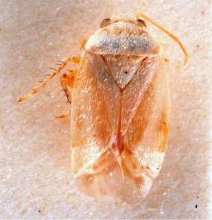Sthenarus albipilis, AMNH PBI00184003