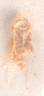 Compsidolon hoggaricum, AMNH PBI00184045
