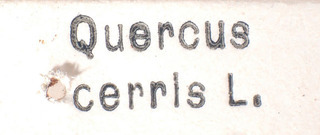 Psallus cerridis, AMNH PBI00184058