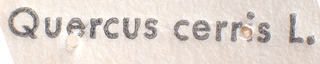 Psallus helenae, AMNH PBI00184076