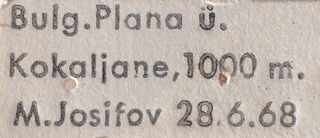Psallus helenae, AMNH PBI00184076