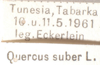 Psallus varians tunetanus, AMNH PBI00184062
