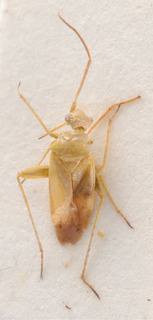 Acrotelus canariensis, AMNH PBI00184094