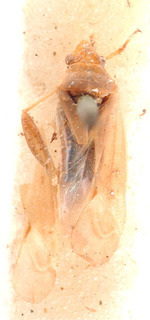 Amblytylus nasutus, AMNH PBI00184110