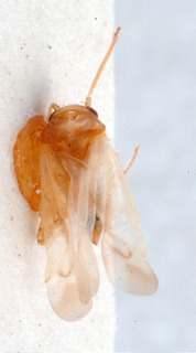 Chinacapsus intermedius, AMNH PBI00184088