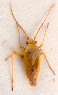 Eurycolpus bipunctatus, AMNH PBI00184101