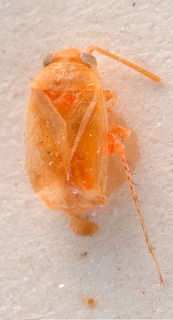 Lindbergopsallus impunctatus, AMNH PBI00184086
