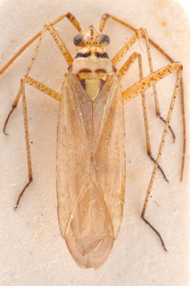 Oncotylus viridiflavus, AMNH PBI00184090