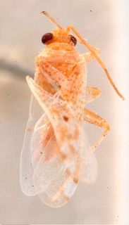 Camptotylidea persica, AMNH PBI00184150