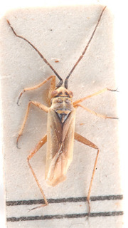 Conostethus hungaricus, AMNH PBI00184155