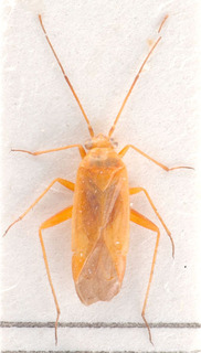 Paredrocoris seidenstueckeri, AMNH PBI00184166