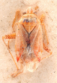 Solenoxyphus lepidus, AMNH PBI00184158