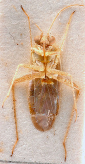 Solenoxyphus major, AMNH PBI00184160
