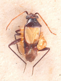 Auchenocrepis similis, AMNH PBI00184175