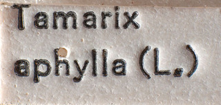 Tuponia concinna, AMNH PBI00184191