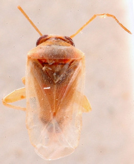 Voruchiella dubia, AMNH PBI00184177