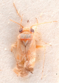 Aphaenophyes forcipis, AMNH PBI00184216