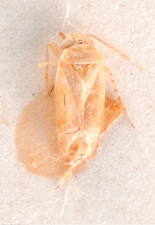Aphaenophyes pygmaea, AMNH PBI00184217