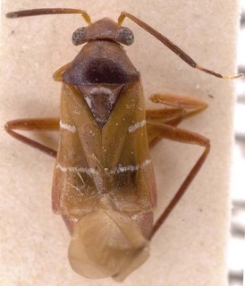 Pilophorus cinnamopterus, AMNH PBI00252833