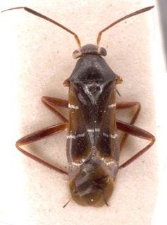 Pilophorus clavatus, AMNH PBI00252882