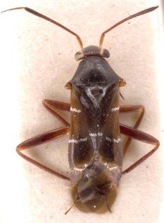 Pilophorus clavatus, AMNH PBI00252882