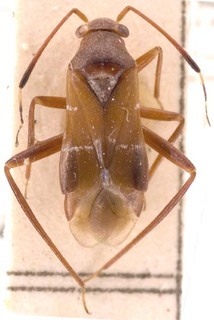 Pilophorus clavatus, AMNH PBI00253077