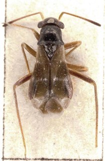 Pilophorus confusus, AMNH PBI00253420