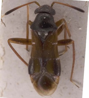 Pilophorus erraticus, AMNH PBI00253649