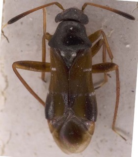 Pilophorus erraticus, AMNH PBI00253649
