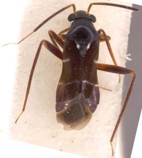 Pilophorus niger, AMNH PBI00253610