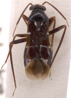 Pilophorus niger, AMNH PBI00253617