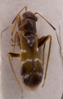 Pilophorus okamotoi, AMNH PBI00253602