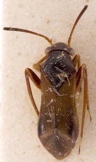Pilophorus perplexus, AMNH PBI00252453