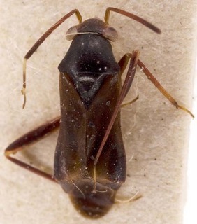 Pilophorus perplexus, AMNH PBI00252466