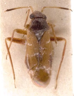 Pilophorus setulosus, AMNH PBI00253316