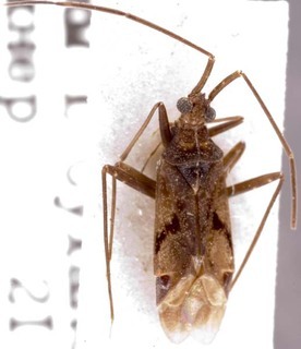 Acrorrhinium inexpectatum, AMNH PBI00255261
