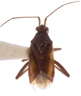 Bibundiella nigrinus, AMNH PBI00255201