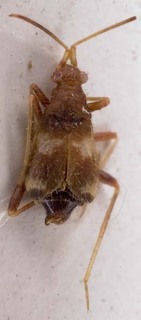 Hallodapus pumilus, AMNH PBI00254391
