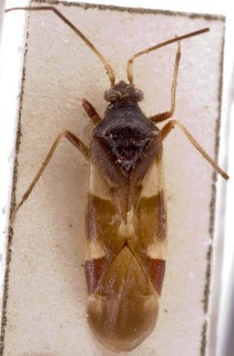 Hallodapus sibiricus, AMNH PBI00254017