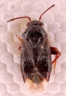 Pherolepis aenescens, AMNH PBI00253688