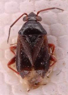 Pherolepis aenescens, AMNH PBI00253865
