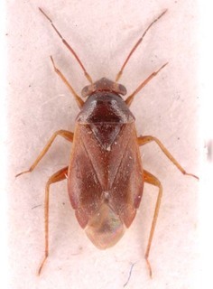Pherolepis amplus, AMNH PBI00253715