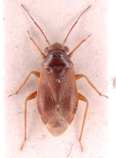 Pherolepis amplus, AMNH PBI00253715
