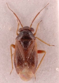 Pherolepis amplus, AMNH PBI00253899