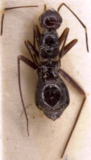 Systellonotus discoidalis, AMNH PBI00254868